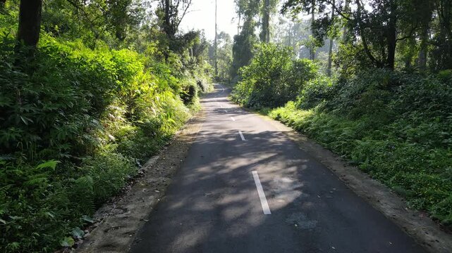 Aerial View of Crossing Road in Dense Forest, Travel Concept from Above