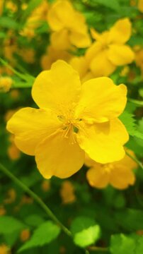 High quality vertical 4K 60P footage of close-up shot of yellow kerria japonica blooming in spring garden. Beautiful natural movement and colors.