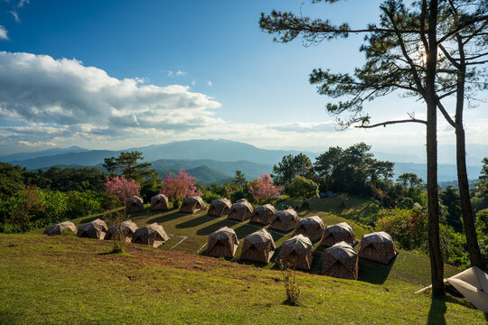 spring nature camping tent on hill and mountain view on holiday vacation relax by camp with cherry blossoms blooming or pink sakura and pine tree at Huai Nam Dang National Park campground in Thailand