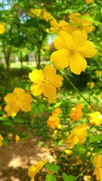 High quality vertical 4K 60P footage of yellow kerria japonica (japanese rose) blooming in spring garden. Beautiful natural movement and colors.