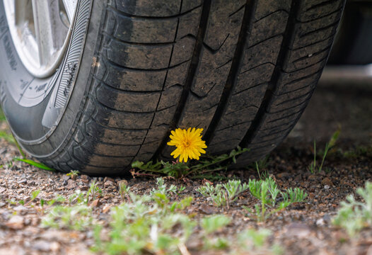 Bright yellow dandelion blooms on the dusty ground, resisting the pressure from a large parked vehicle tire