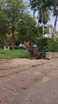 Close up of a confused domestic cat looking at camera in Full HD.