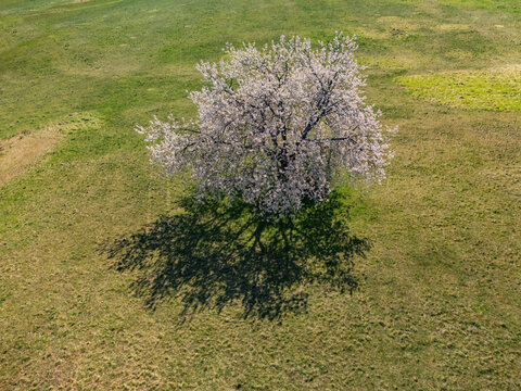 Aerial view of a lone blossoming tree with white flowers casting a long shadow on a green grassy field in spring Lubietova, Banska Bystrica Region, Slovakia.