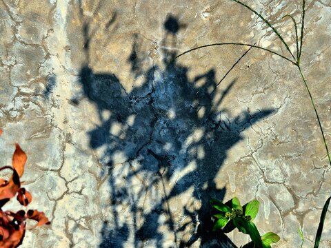 Shadow of Plants on a Cracked Concrete Wall Background