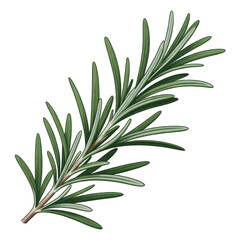 Obraz premium A sprig of rosemary herb with green leaves and stem