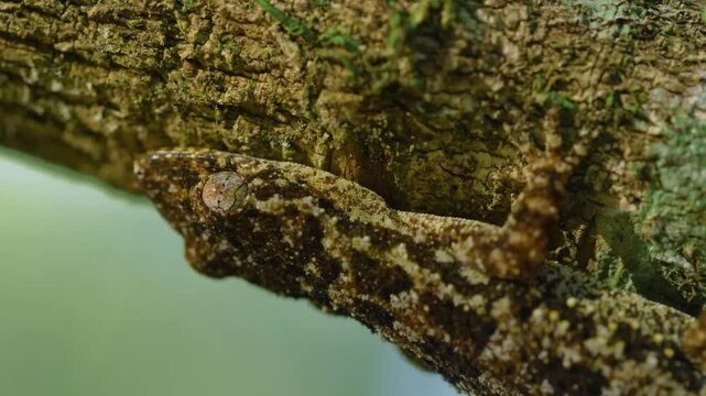 Giant Leaf-Tailed Gecko (Uroplatus Fimbriatus), Marozevo, Toamasina Province, Madagascar. 