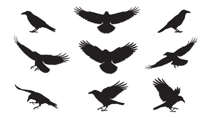 Obraz premium Crows silhouette set with black flying and perched raven bird poses isolated on white for wildlife, Halloween, and tattoo design