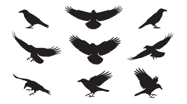 Crows silhouette set with black flying and perched raven bird poses isolated on white for wildlife, Halloween, and tattoo design