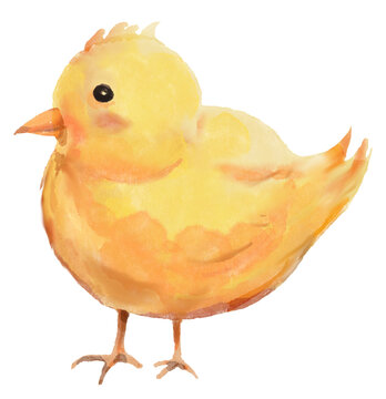 Watercolor baby chick illustration. Cute hand painted farm animal design.