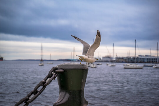 A ring billed gull or Larus delawarensis is departing, medium sized North American gull known for the black ring on its yellow bill, yellow green legs, and gray back with white head and underparts