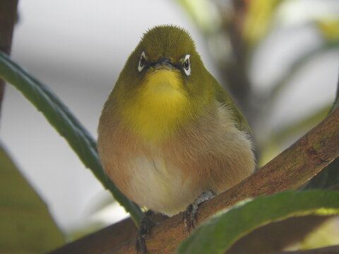 Front view of a fluffy Japanese white-eye perched on a branch.