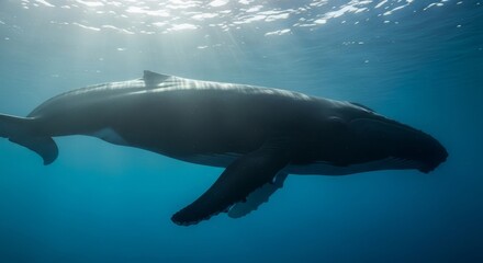 Fototapeta premium A majestic humpback whale swims gracefully beneath the ocean surface, illuminated by ethereal sunlight beams.