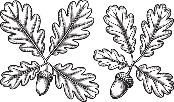 oak leaves and acorns illustration with small branches