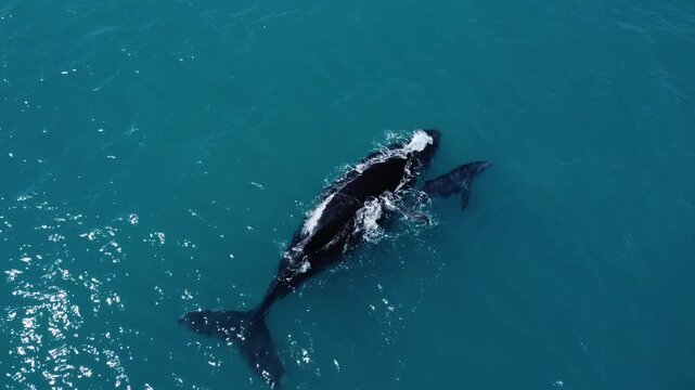Humpback Whales in Abrolhos &ndash; Brazil