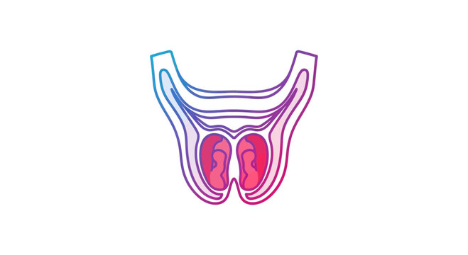 Abstract Anatomical Illustration of Male Reproductive System, Prostate and Seminal Vesicles