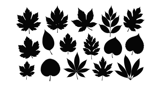 Diverse collection of black leaf silhouettes from various tree species.