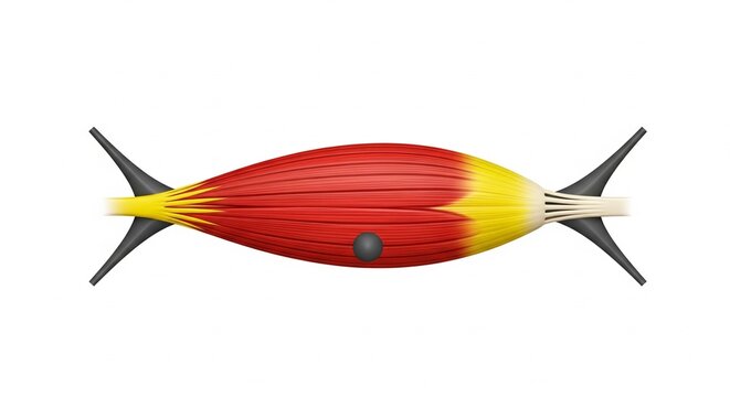 3D Skeletal Muscle Fiber with Tendons and Sarcomere on White