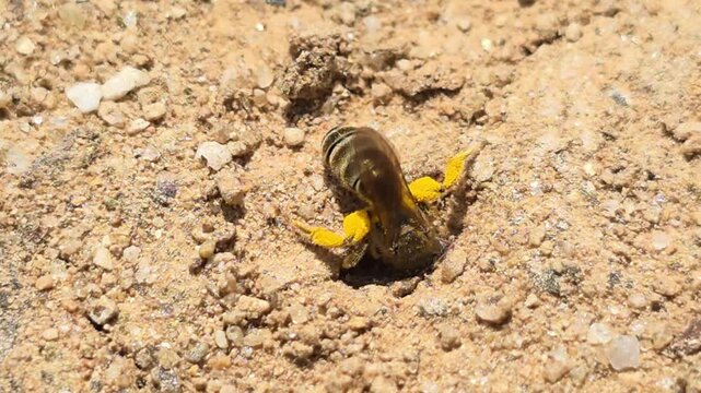 


Macro shot of a young mining bee digging a nest hole in the ground #001