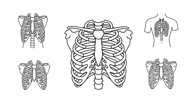 Rib Cage Anatomy Illustrations: Front, Back, and Side Views