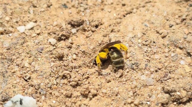 


Macro shot of a young mining bee digging a nest hole in the ground #002

