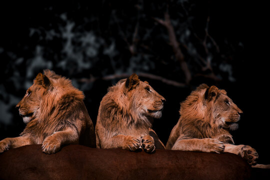 1 Way and 2 Way Lions