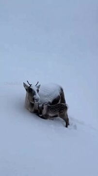 Majestic reindeer trudging through deep winter snow in a silent frozen landscape showcasing resilience strength and survival in harsh cold wilderness conditions during snowy storm