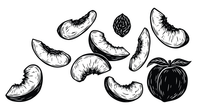 Vintage peach fruit slices and pit engraving illustration set vector.