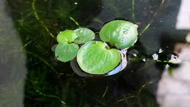 Amazon Frogbit (Limnobium laevigatum) aquatic plant in ponds is useful for purifying water, absorbing ammonia, and providing a natural and ecological refuge for fish