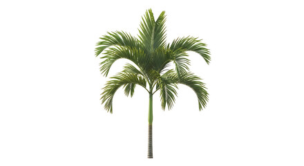 Obraz premium tall palm tree with green leaves on white background