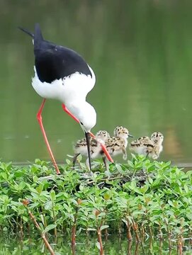 black winged stilt with babies 