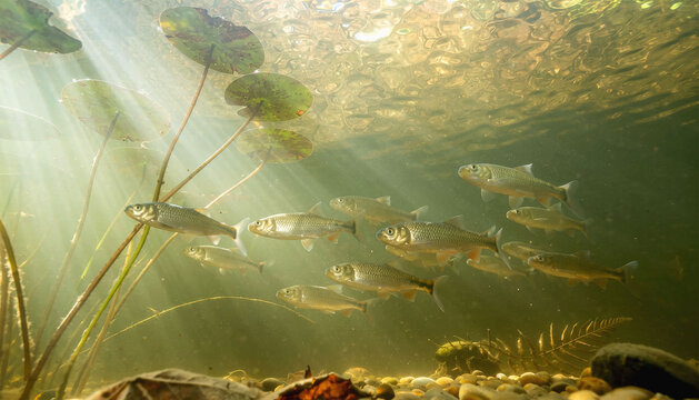 A school of freshwater fish swimming under the water