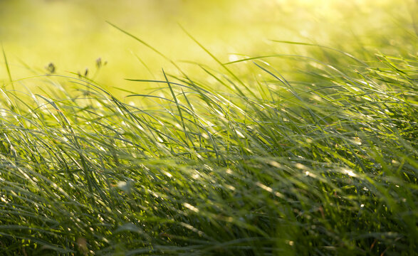 Green grass flowers in summer field sunlight nature background