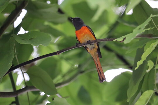 Scarlet Minivet Perched: A vibrant scarlet minivet showcases its striking plumage while perched delicately on a branch amongst verdant foliage, creating a harmonious symphony of color and nature.