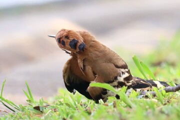 Hoopoe's Self-Care Routine: A hoopoe bird meticulously preening its feathers.  Showcasing natural beauty and wildlife behavior. © Putt_Sanplee