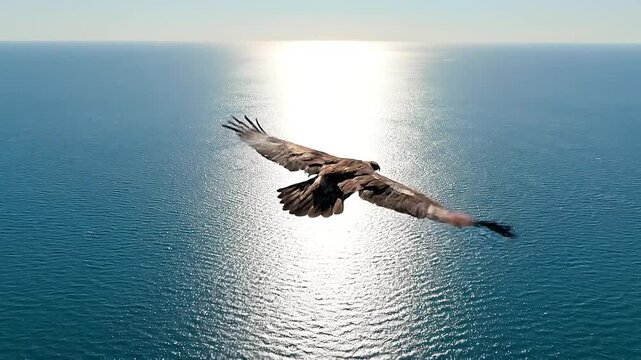 Majestic eagle flying above the ocean waves under bright sunlight, aerial POV