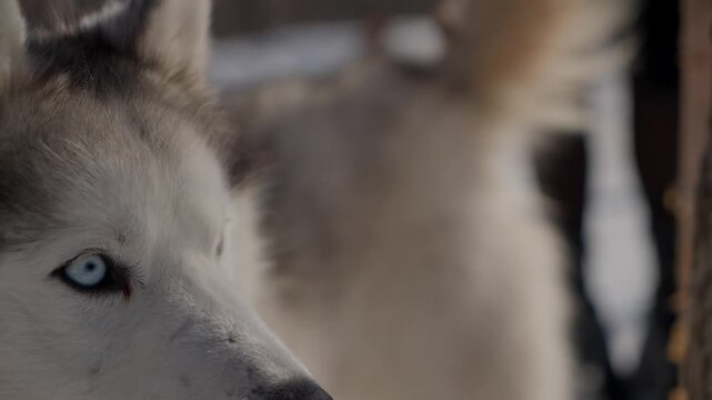 Husky. Fluffy sled dog. Dog sledding. Husky standing in snow covered winter landscape.