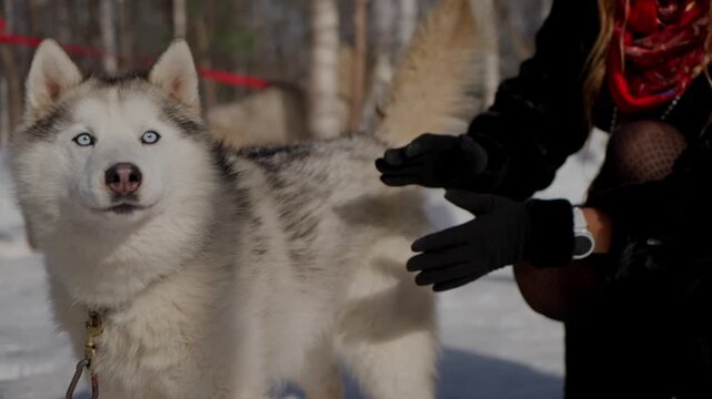 Husky. Fluffy sled dog. Dog sledding. Husky standing in snow covered winter landscape.