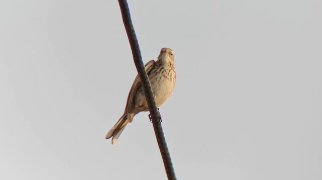 Small brown streaked bird perching on a slanted wire cable against a clear minimalist sky background
