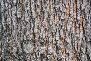 Obraz premium Close-up of pine tree trunk showing wood grain and strong natural structure