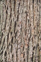 Obraz premium Close-up of eucalyptus trunk showing detailed grain and unique surface