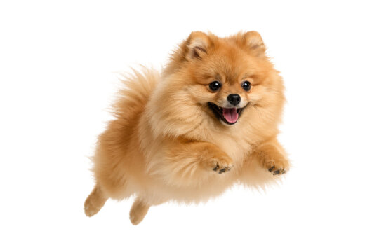 Adorable fluffy Pomeranian dog jumping joyfully in mid air, isolated on white background, expressing happiness and playful energy