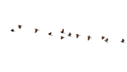 Fotobehang Vogels Line of small birds flying in formation across white sky background, migration flock wildlife concept symbolizing freedom, journey and togetherness    © Sidra