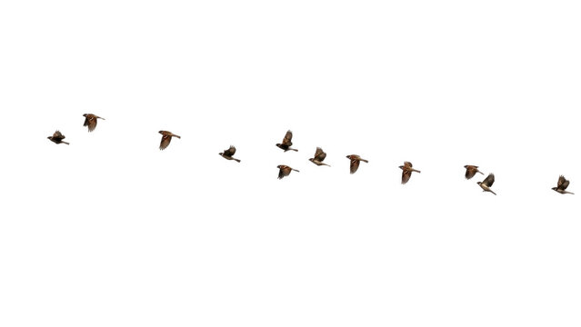 Line of small birds flying in formation across white sky background, migration flock wildlife concept symbolizing freedom, journey and togetherness


