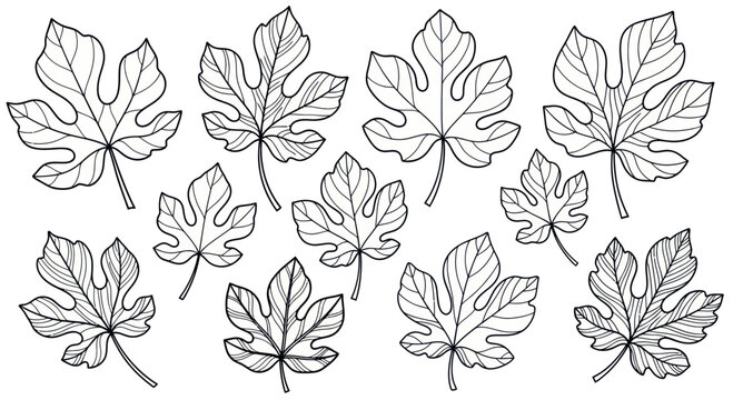 Fig Leaves Collection: Hand-Drawn Botanical Illustration, Black and White Line Art