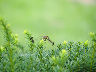 Summer dragonflies © mono31.u 