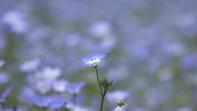 満開のネモフィラ畑で風に揺れる1輪