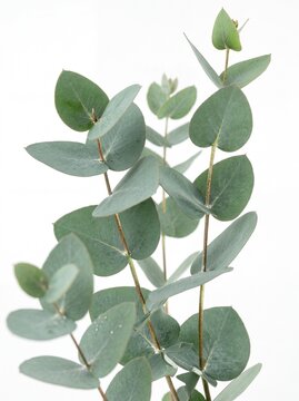 Fresh green eucalyptus branches with leaves isolated on white background