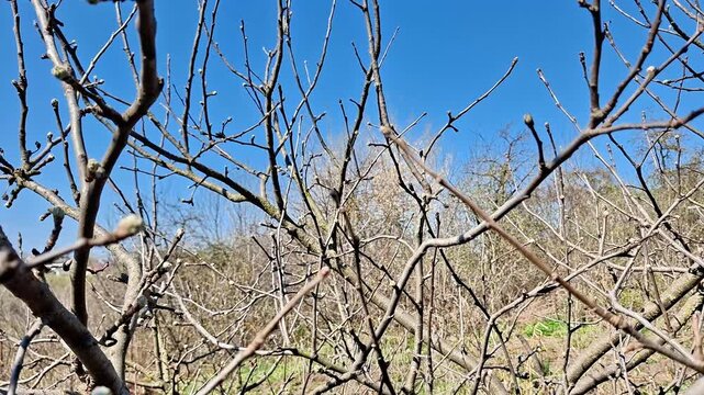 Dense network of dry, leafless tree branches intertwined against a clear blue sky, highlighting natural textures and seasonal change in a quiet outdoor landscape