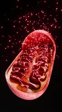 Cellular mitochondria generating ATP energy by combining fatty acids and oxygen in oxidative metabolism illustrating energy production, bioenergetics, and respiration processes inside human cells. 3D 