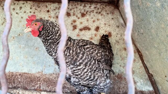 Barred chicken with red comb and yellow legs stands inside rusted metal cage, surrounded by weathered walls and fabric on floor, capturing rustic farmyard confinement scene